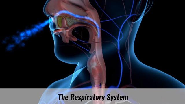 The human respiratory system explained The human respiratory system explained