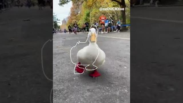 Running duck (outline trend tiktok) Running duck (outline trend tiktok)