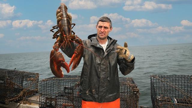 This oversized lobster could cost me $500 This oversized lobster could cost me $500