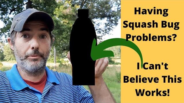 Cheap and poison free way to kill squash bugs Cheap and poison free way to kill squash bugs