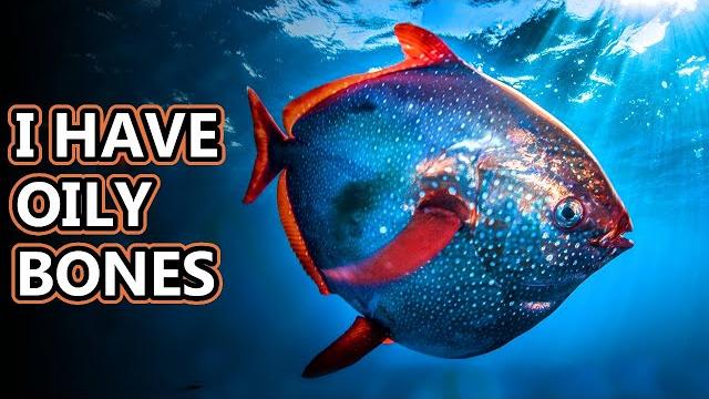 Opah facts: the moon fish | animal fact files Opah facts: the moon fish | animal fact files