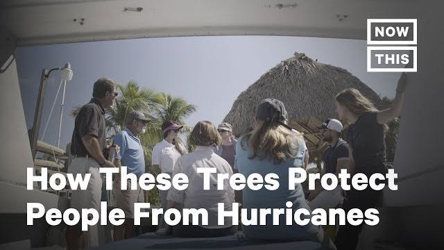 How these trees saved florida billions | nowthis How these trees saved florida billions | nowthis
