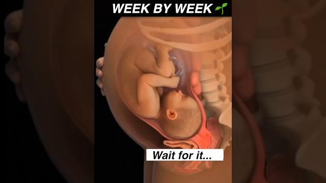 Your baby’s growth week by week! #pregnancy #womenshealth #mother #anatomy #pregnant Your baby’s growth week by week! #pregnancy #womenshealth #mother #anatomy #pregnant