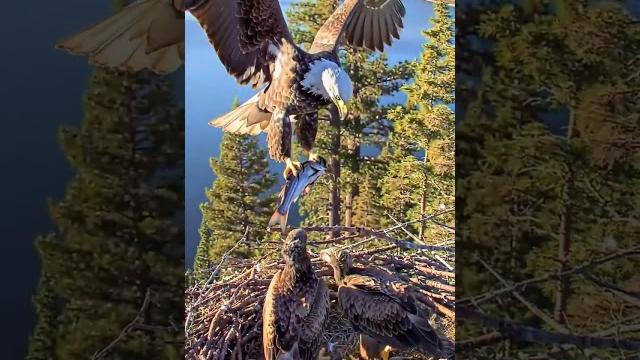 Too hungry to wait - dinner is delivered to the lake family 9:16-202 #baldeagles #fledglings Too hungry to wait - dinner is delivered to the lake family 9:16-202 #baldeagles #fledglings