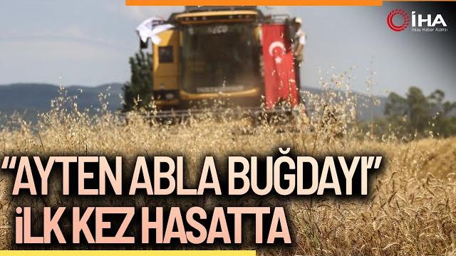 "ayten abla buğdayı" i̇lk kez hasatta "ayten abla buğdayı" i̇lk kez hasatta