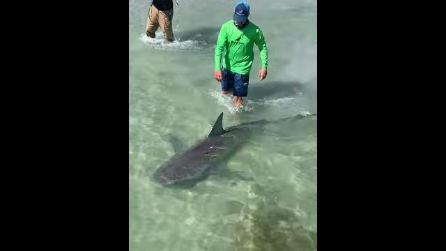 Walking my pet shark #shorts Walking my pet shark #shorts