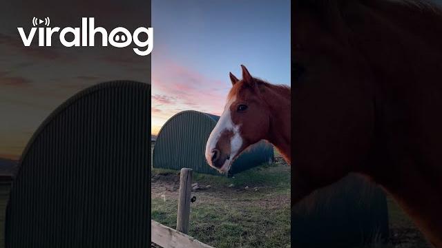 Ahh horse || viralhog Ahh horse || viralhog