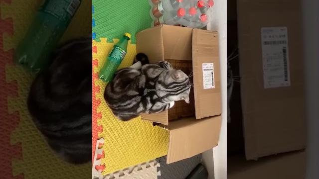 乱尿被罚站的小猫咪 乱尿被罚站的小猫咪