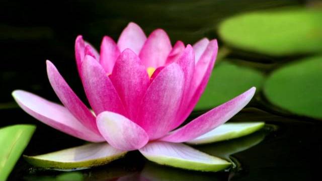 Daimoku - nam myoho renge kyo - 15 minutes Daimoku - nam myoho renge kyo - 15 minutes