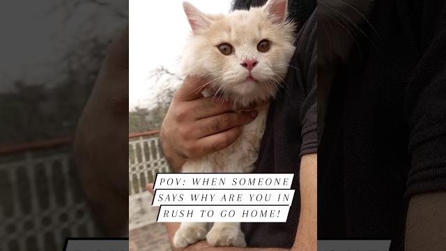 Cute cat #shortsfeed #shortvideo #shorts #pets #catlover #animals #cat #catvideos #car #trending Cute cat #shortsfeed #shortvideo #shorts #pets #catlover #animals #cat #catvideos #car #trending