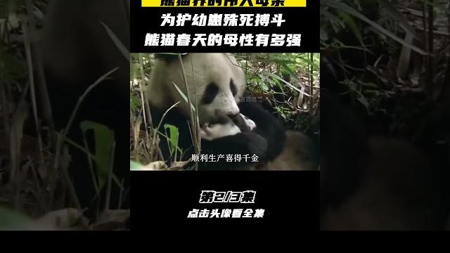 Pt2/3 熊猫界的伟大母亲为护幼崽殊死搏斗熊猫春天的母性有多强 #大熊猫#国宝大熊猫 #shorts Pt2/3 熊猫界的伟大母亲为护幼崽殊死搏斗熊猫春天的母性有多强 #大熊猫#国宝大熊猫 #shorts