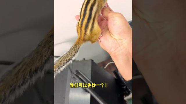 【#小松鼠普洱】麻袋套住脑袋挠痒痒!#成精的萌宠 #动物的迷惑行为 【#小松鼠普洱】麻袋套住脑袋挠痒痒!#成精的萌宠 #动物的迷惑行为