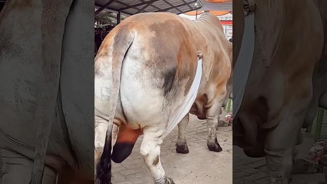 Big bahama cow #cow #animals #shorts #viralvideo #foryou #2024 Big bahama cow #cow #animals #shorts #viralvideo #foryou #2024