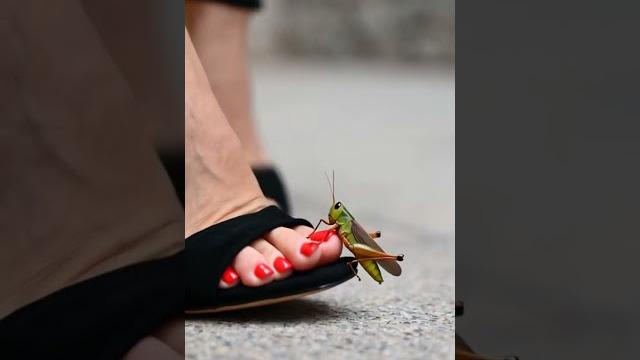 Ai girl feet high heels vs grasshopper Ai girl feet high heels vs grasshopper
