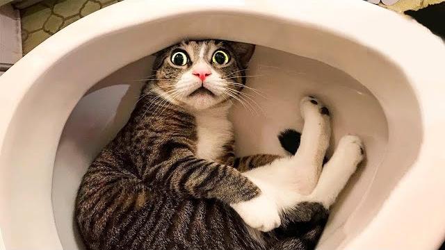 Funny cats and dogs will make you laugh - funny animal videos 2022 Funny cats and dogs will make you laugh - funny animal videos 2022