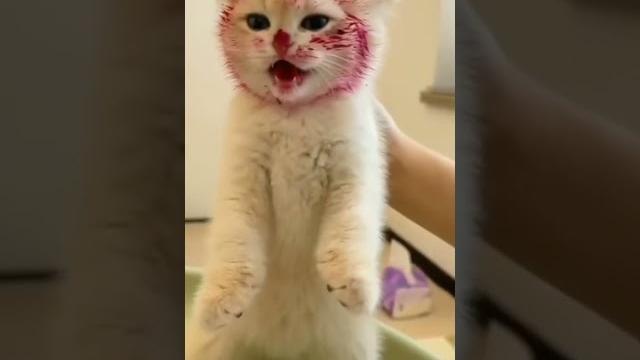 Mukanya tolong dikondisikan #shorts #viral Mukanya tolong dikondisikan #shorts #viral