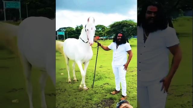White horse riding training zuljinah horse #horse #horseridingschool #horse #sterstallion #equestria White horse riding training zuljinah horse #horse #horseridingschool #horse #sterstallion #equestria