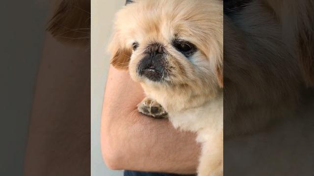 Is pekingese a lap dog? #pekingese #shorts Is pekingese a lap dog? #pekingese #shorts