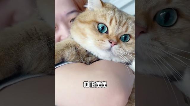 原来猫咪也怕挠痒痒?#猫咪的迷惑行为 原来猫咪也怕挠痒痒?#猫咪的迷惑行为