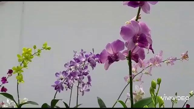 Kebun asitya anggrek Kebun asitya anggrek