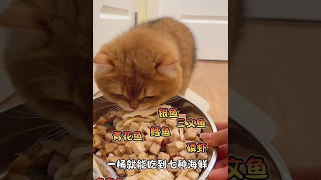 元宝:什么!不经过我同意就想出门?#话痨猫 #猫粮 #pets #cat 元宝:什么!不经过我同意就想出门?#话痨猫 #猫粮 #pets #cat