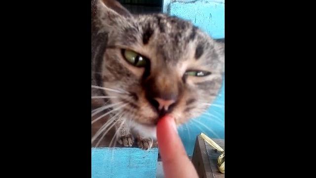 Kucing indy lucu dan imut Kucing indy lucu dan imut