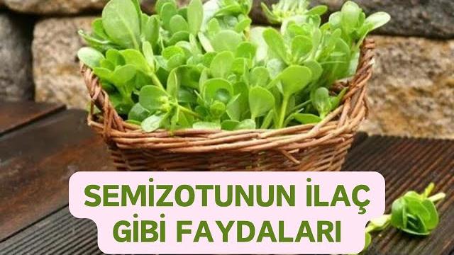 Semi̇zotunun faydalari nelerdi̇r | semi̇zotu yan etki̇leri̇ | semi̇zotu nasil tüketi̇li̇r/semi̇zotu salatasi Semi̇zotunun faydalari nelerdi̇r | semi̇zotu yan etki̇leri̇ | semi̇zotu nasil tüketi̇li̇r/semi̇zotu salatasi